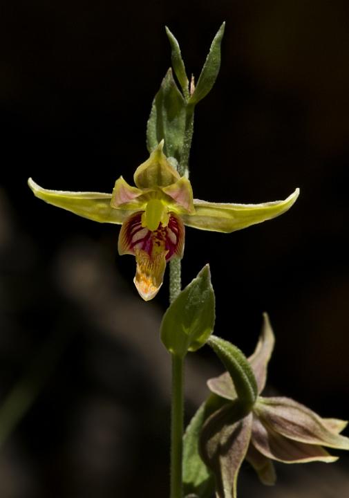 Stream Orchid, Epipactus gigantea.jpg